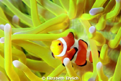 Clownfish by Elizabeth Ehrlich 
